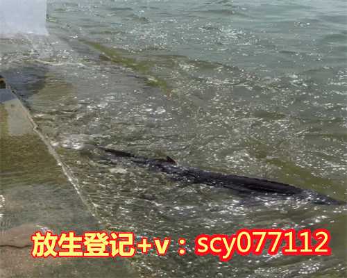 河南哪里放生虾最好，河南郑州如意河捞出鳄鱼水务部门呼吁莫私自放生