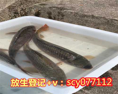 河南建寺的功德，河南周边哪里最适合放生小鱼，河南可以放生的乌龟