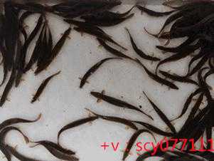 郑州,放生的甲鱼有什么标记,家人生病放生什么鱼最好